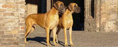 Хаски одни из самых красивых собак - обои на телефон