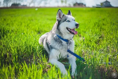 ТОП-10 самых красивых пород собак в мире: рейтинг на фото