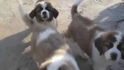 Щенки сенбернара (2 месяца) St. Bernard puppy (2 months old) - YouTube