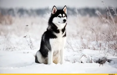 Чем отличаются лайки от хаски / хаски (husky, сибирская хаски, сибирский  хаски, ) :: лайка :: живность :: собака (собакен, собакены, собаки, щенки,  щенок, собака, пёсель, пёс, пёсики ) :: копипаст ::