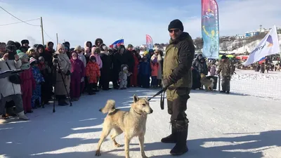 Косой разрез глаз и звероватость. Салехардские заводчики подтвердили  племенное происхождение своих сибирских лаек | «Красный Север»