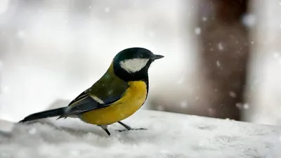 Жизнь синичек зимой (Slow Motion) - YouTube