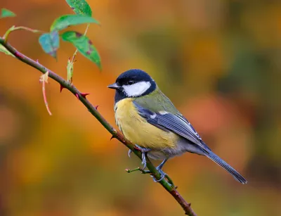 Синицы: описание птицы, чем питается, враги, популяция