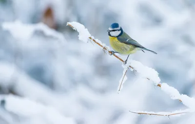 Обои зима, снег, птица, ветка, птичка, светлый фон, маленькая, синичка,  размытый фон, синица, пташка картинки на рабочий стол, раздел животные -  скачать