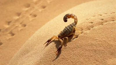 Макро съемка скорпиона на песке | Обои для телефона
