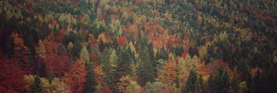 Панорама высокогорного смешанного леса Стоковое Фото - изображение  насчитывающей ðºñ€ð°ñ ð¸ð²ðµð¹ñˆðµðµ, ð¿ñƒñ‰ð°: 79442784