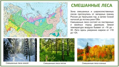 Опушка смешанного леса на... - Окрестности села Усть-Илыч - Ландшафты и  сообщества - Плантариум