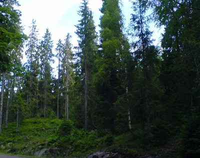 Смешанные леса России