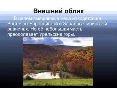 Опушка смешанного леса с... - Озеро Тургояк - Ландшафты и сообщества -  Плантариум