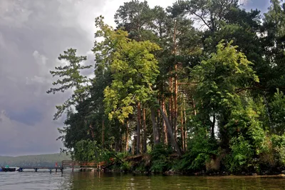 Часть смешанного леса с соснами летом березами Стоковое Фото - изображение  насчитывающей вал, хвоя: 188717674