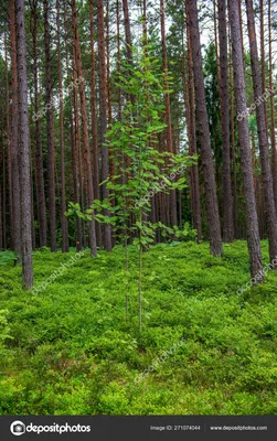 Почва смешанного леса - скачать бесплатно бесшовные текстуры и Substance  PBR материал в высоком разрешении