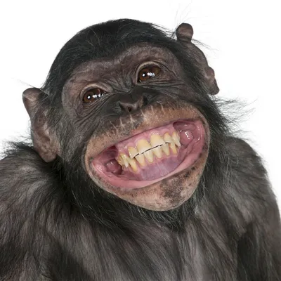 Смешные обезьянки (25 фото) » Клопик.КоМ