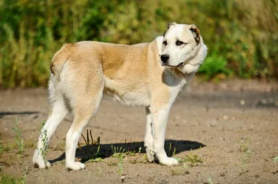 Азиат порода собак (72 фото) - картинки sobakovod.club