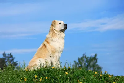 Почему алабай — идеальная собака для загородной жизни? Среднеазиатская  овчарка. Особенности породы. Фото — Ботаничка