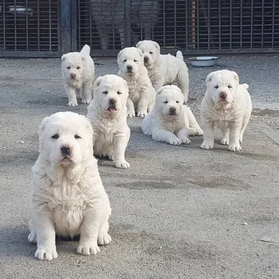 Pin on Central Asian Shepherd Dog (Alabai)