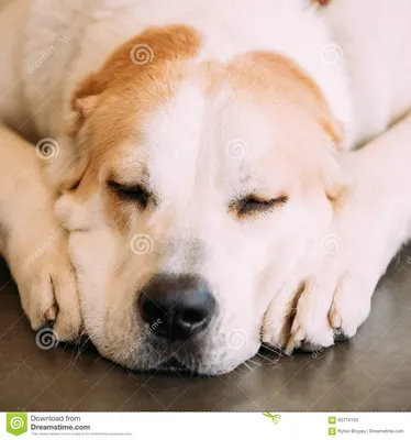 азиатский центральный чабан собаки Тип порода Molossoid собаки Стоковое  Изображение - изображение насчитывающей мило, развилки: 83774163