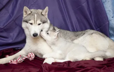 Западно сибирская лайка (West Siberian Laika) (Породы собак) лайка собака,  лайка фото, щенки сибирской лайки, купить лайку, породы лаек, щенки лайки,  продажа лаек, купить сибирскую лайку Энциклопедия о животных EGIDA.BY