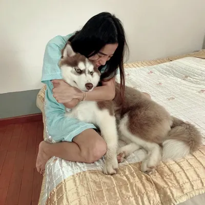 My dog West Siberian husky, Моя западно-сибирская лайка, Охотничья собака |  Охотничьи собаки, Собаки, Щенок хаски