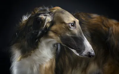 Русская псовая борзая (англ. Borzoi и Russian wolfhound) порода охотничьих  собак, название этих собак происходит от слова.. | ВКонтакте