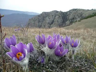 Сон трава картинки фото