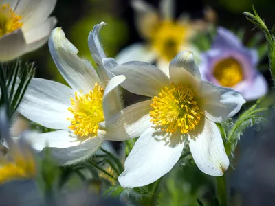 Сон-трава луговая (прострел) белая Pulsatilla pratensis white - купить  семена цветов с доставкой по Украине в магазине Добродар