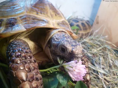 Среднеазиатская черепаха или степная черепаха - Testudo (Agrionemys)  horsfieldii - «Немного о содержании среднеазиатской сухопутной черепахи и о  своих черепашках.» | отзывы