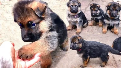 ЩЕНКИ Немецкой овчарки от Дикса и Флаи, 1 мес. Puppies German Shepherd 1  month. - YouTube