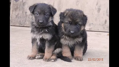 Щенки немецкой овчарки 1 мес.Puppies German Shepherd 1 month. Одесса. -  YouTube