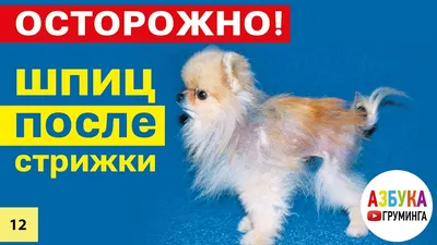 Короткая стрижка шпица - последствия! Секреты домашнего ухода за шпицами -  YouTube