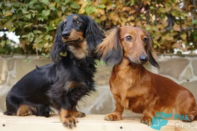 Карликовая такса 🐶 — описание, правила дрессировки и воспитание породы  миниатюрная такса, мини-такса на Pet Guide🐾