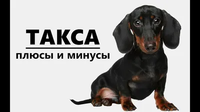 ТАКСА. Плюсы и минусы породы - YouTube