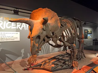 Трицератопс обыкновенный - Википедия