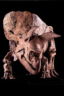 Большой Джон: Скелет гигантского трицератопса выставлен на аукцион