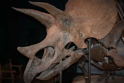 Итальянские палеогистологи нашли следы боевой раны на кости трицератопса
