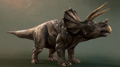 Трицератопс: описание динозавра с картинками
