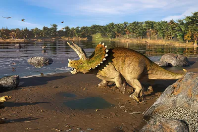 Трицератопс (Triceratops) — фото, описание, размеры, среда обитания — Dino Farm