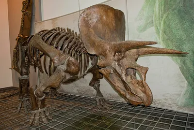 Японские ученые поставили под сомнение ловкость динозавра трицератопса | ИА  Красная Весна