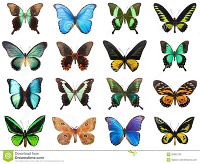Тропические бабочки иллюстрация штока. иллюстрации насчитывающей  ñ‚ñ€oð¿ð¸ñ‡ðµñ ðºo - 35692750