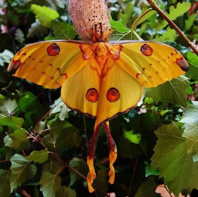 Самые красивые бабочки в мире. Как выращивают тропических бабочек? |  Приметы | Татьяна, 03 октября 2021