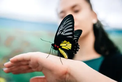В Тамбове открылся сад живых тропических бабочек | ИА “ОнлайнТамбов.ру”