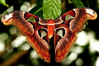 Более 4 тысяч тропических бабочек закупит Московский зоопарк -  Агробезопасность