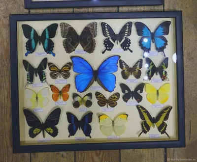 Коллекция Тропических Бабочек крупная – купить на Ярмарке Мастеров –  M2XG2BY | Картины, Москва