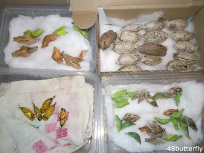 Выведение тропических бабочек дома | Пикабу