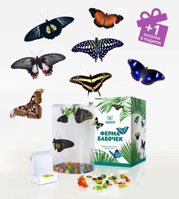 Ферма из живых бабочек на 7 филиппинских куколок в Москве купить бабочкарий  по цене магазина Тропические бабочки.рф