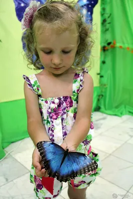 Тропические бабочки поселились в столице Таймыра! – Таймырский  Краеведческий Музей