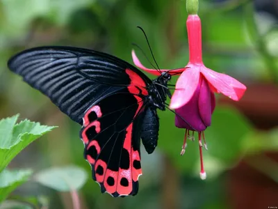 Продажа живых тропических бабочек - свободная ниша! | Форум Бизнес-идей |  Дзен