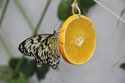 Челябинцы увидят живых тропических бабочек | Культура | АиФ Челябинск