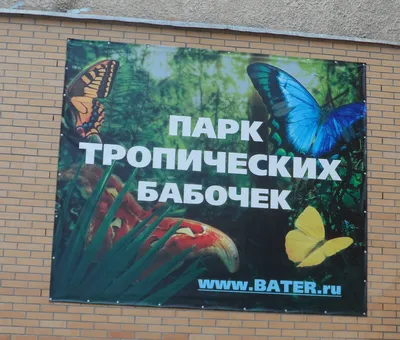 Парк живых тропических бабочек в Новосибирске