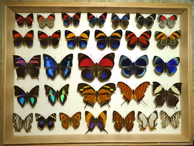 Коллекция тропических бабочек – заказать на Ярмарке Мастеров – 7F67TRU |  Картины, Лотошино