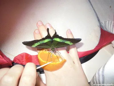 Кормление домашних тропических бабочек | Пикабу